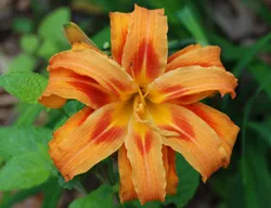 Sásliliom / Hemerocallis 'Pretty Fancy'