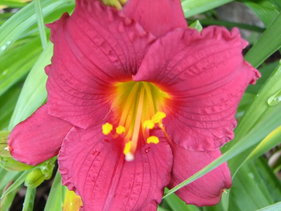 Sásliliom / Hemerocallis 'Pretty Fancy'