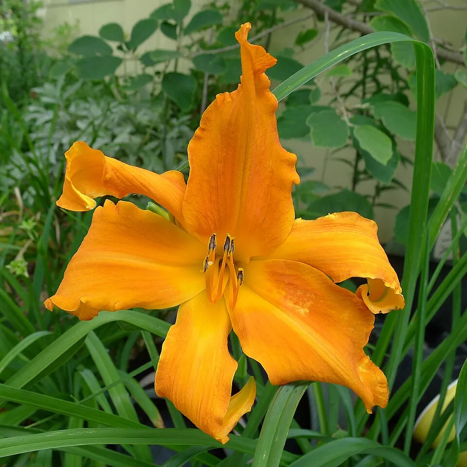 Sásliliom / Hemerocallis 'Primal Scream'