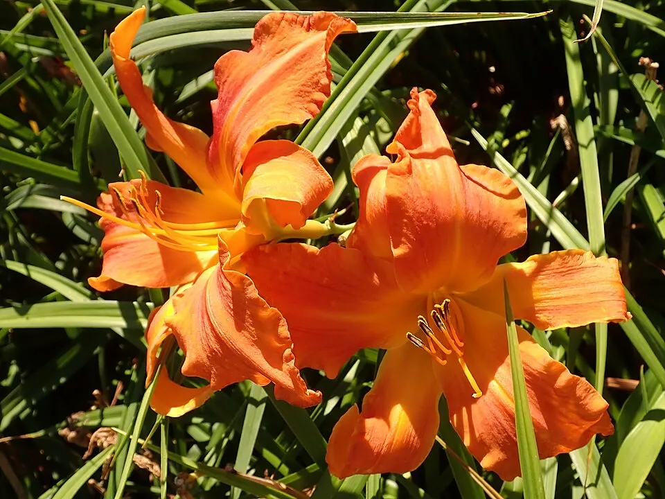 Sásliliom / Hemerocallis 'Primal Scream'