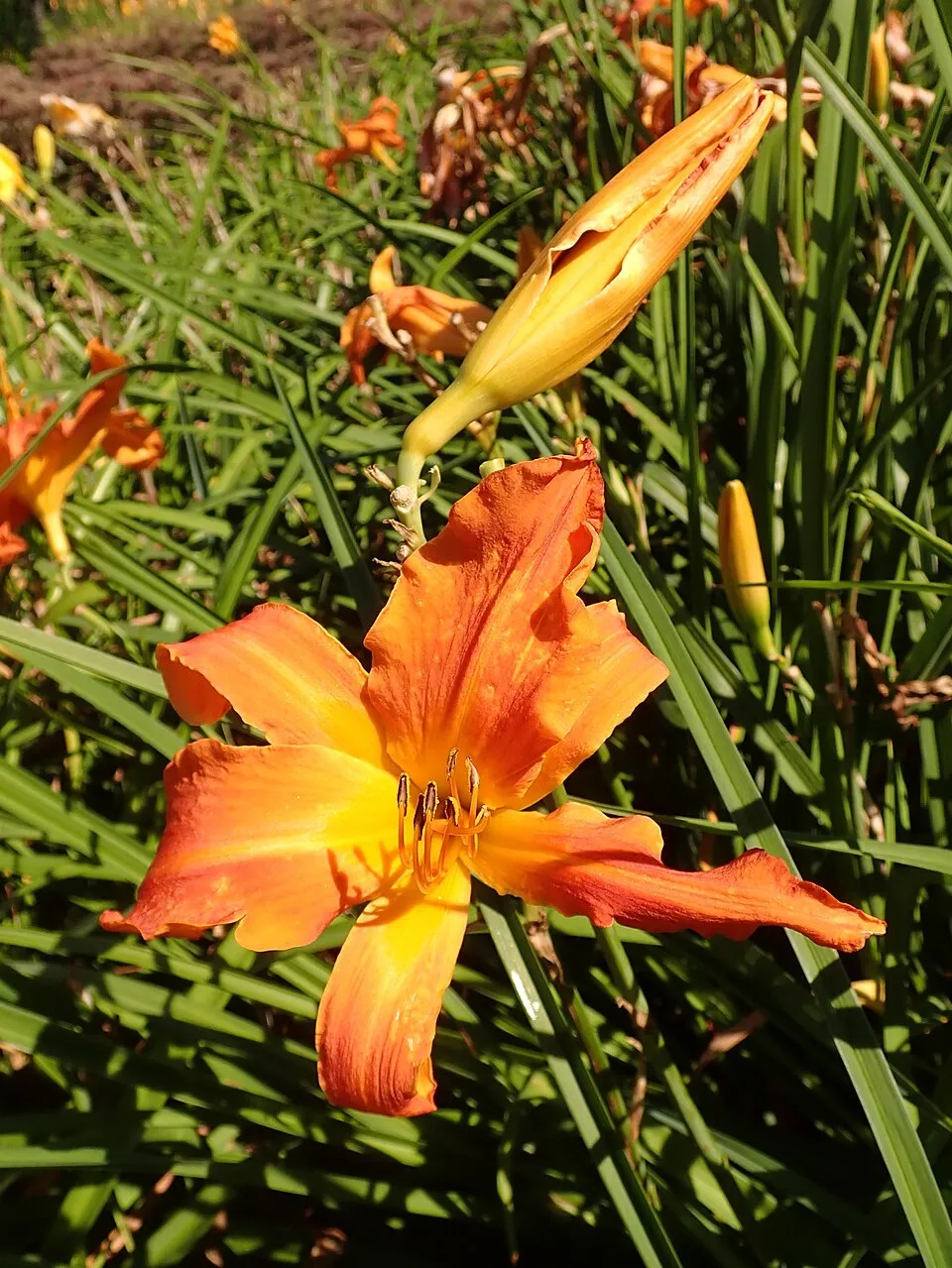 Sásliliom / Hemerocallis 'Primal Scream'