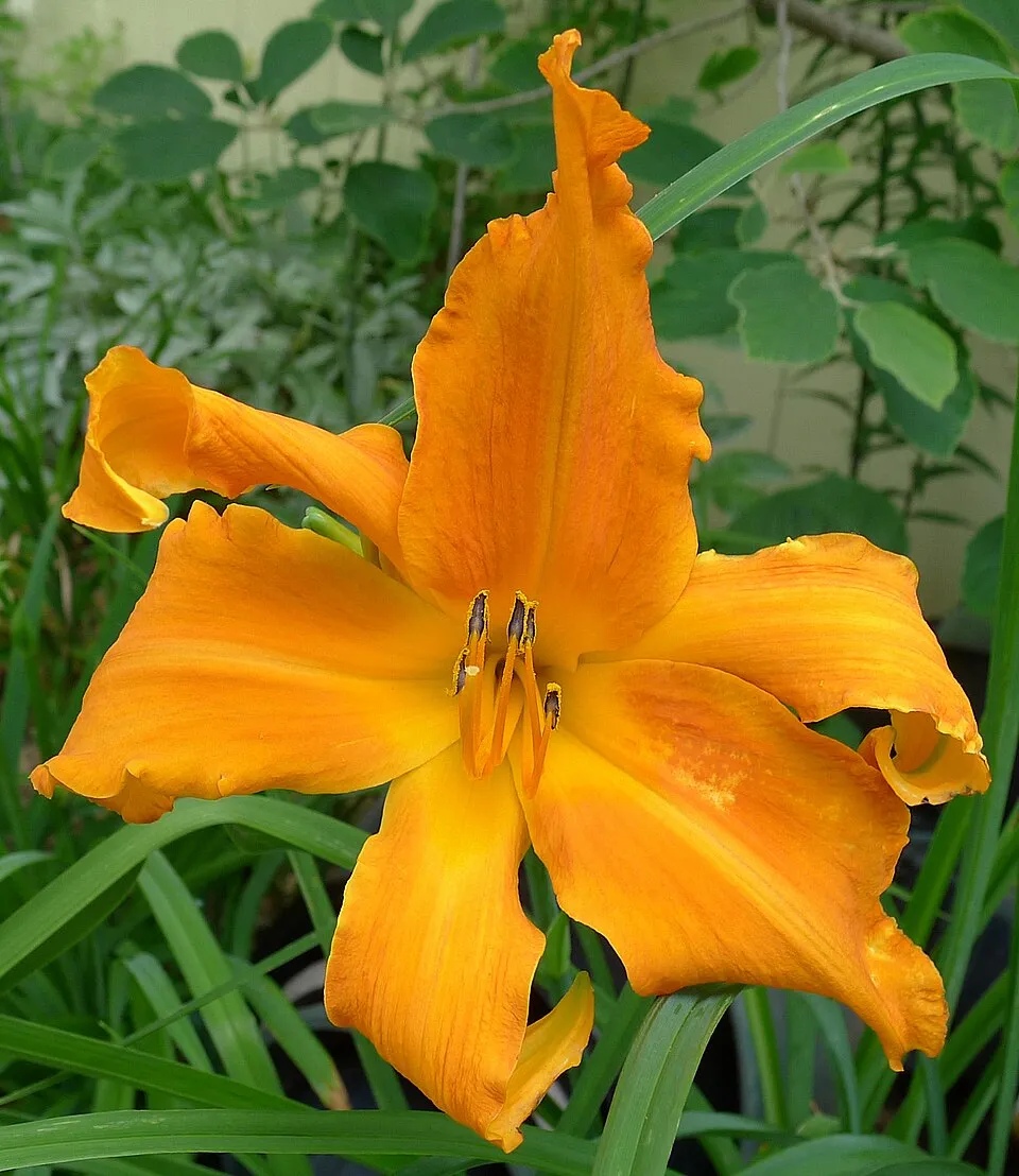 Sásliliom / Hemerocallis 'Primal Scream'