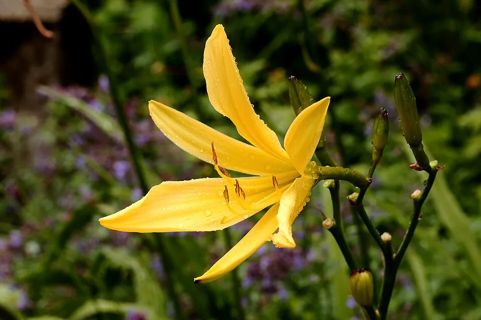 Sásliliom / Hemerocallis 'Puddin'