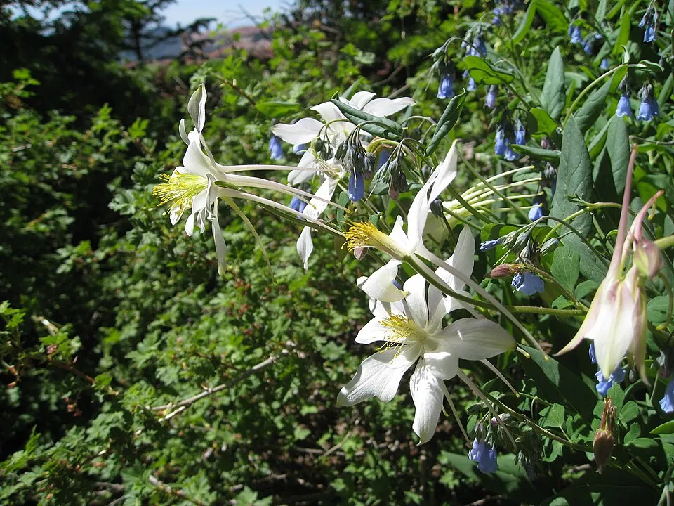 Kék harangláb / Aquilegia caerulea 'Biedermeier'