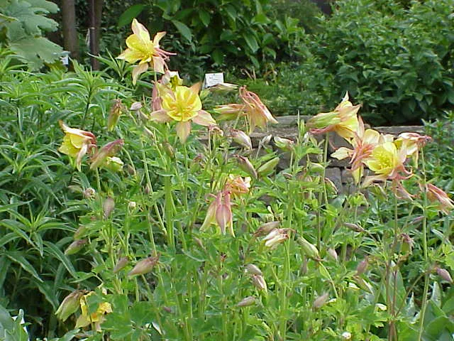 Kék harangláb / Aquilegia caerulea 'Biedermeier'