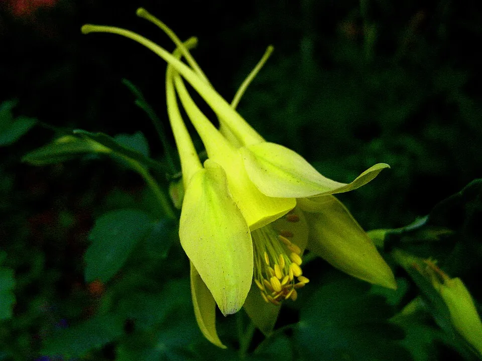 Kék harangláb / Aquilegia caerulea 'Biedermeier'