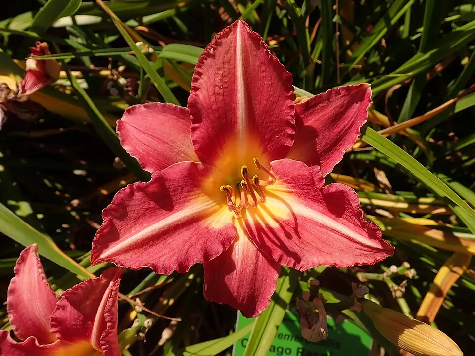 Sásliliom / Hemerocallis 'Raspberry Candy'