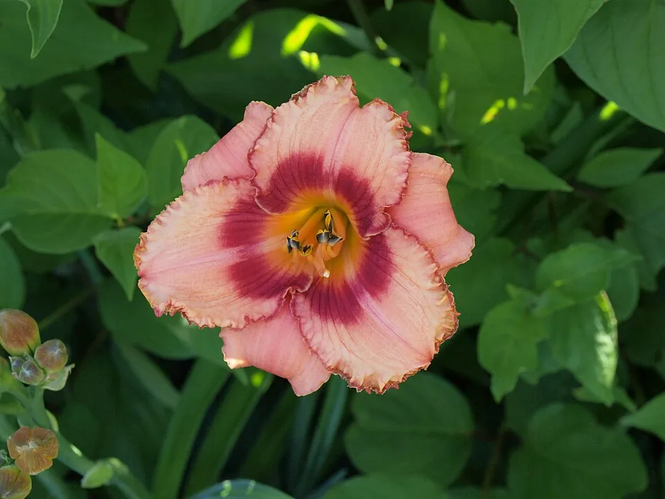 Sásliliom / Hemerocallis 'Raspberry Candy'