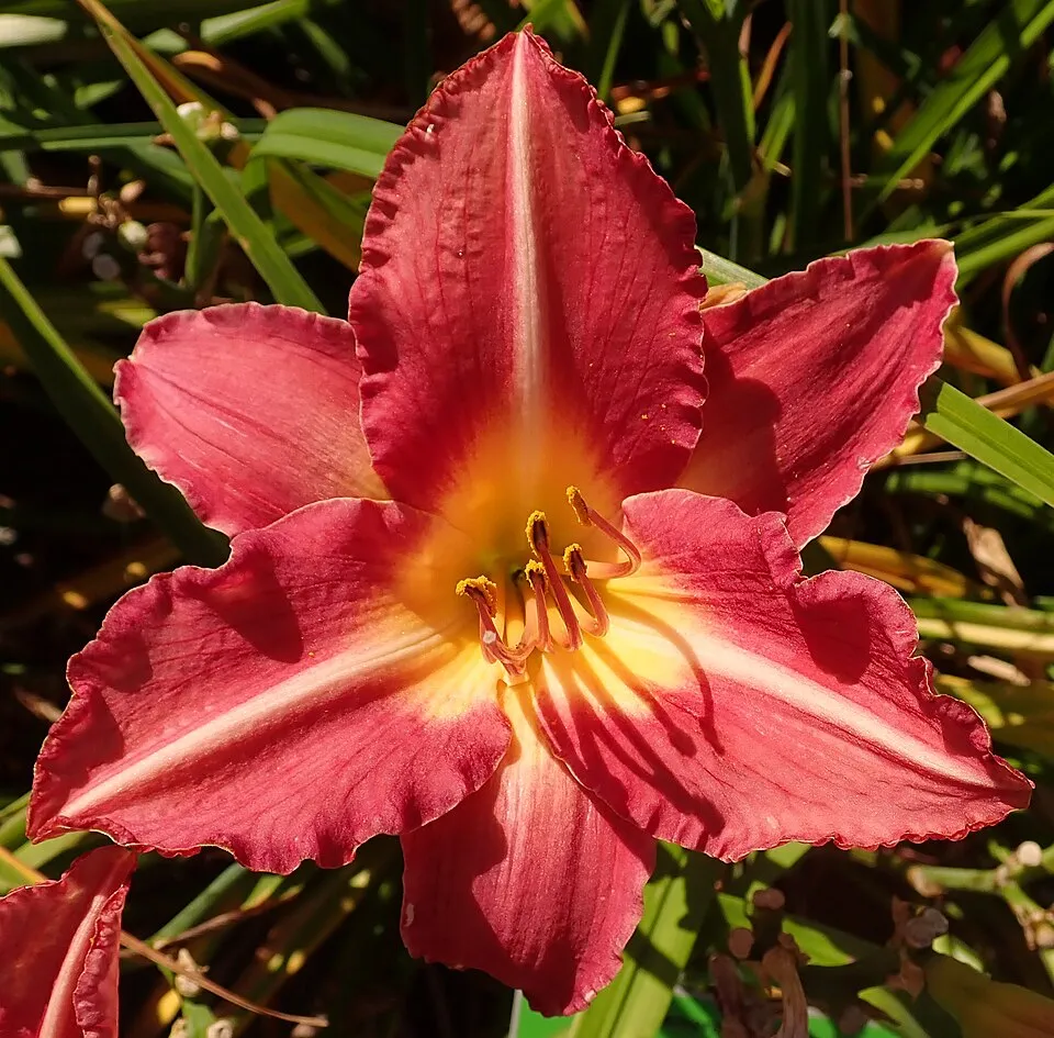 Sásliliom / Hemerocallis 'Raspberry Candy'