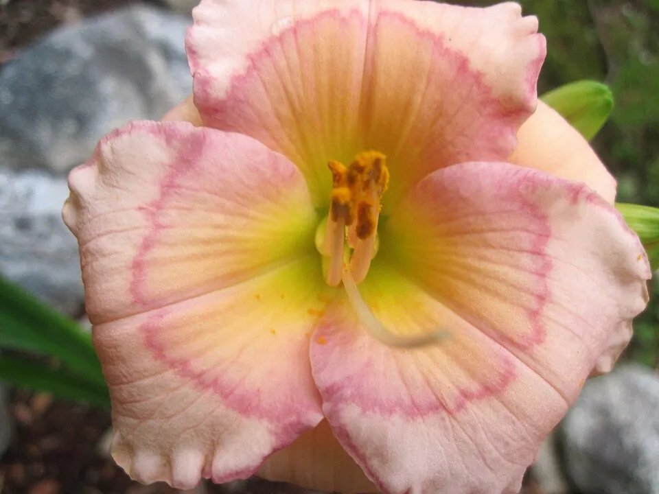 Sásliliom / Hemerocallis 'Raspberry Candy'
