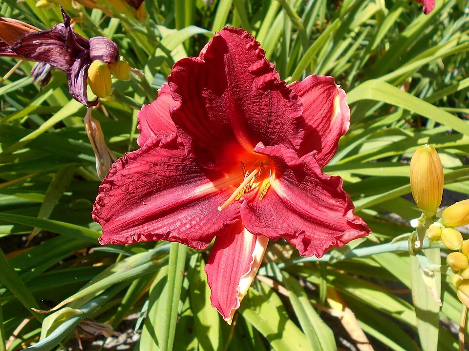 Sásliliom / Hemerocallis 'Raspberry Candy'