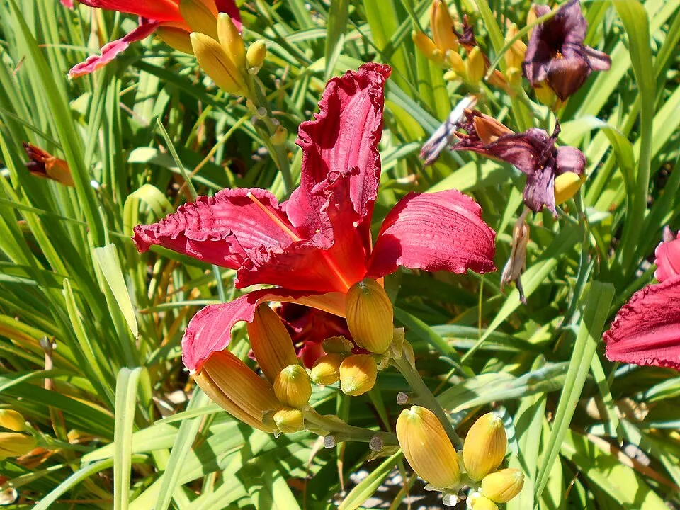 Sásliliom / Hemerocallis 'Raspberry Candy'