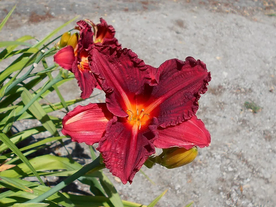 Sásliliom / Hemerocallis 'Raspberry Candy'
