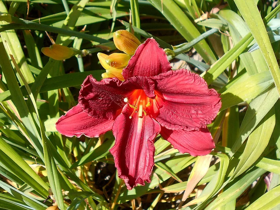 Sásliliom / Hemerocallis 'Raspberry Candy'