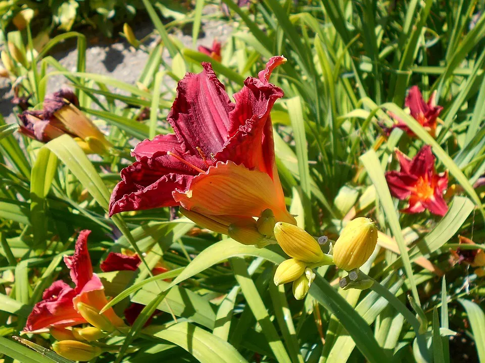 Sásliliom / Hemerocallis 'Raspberry Candy'