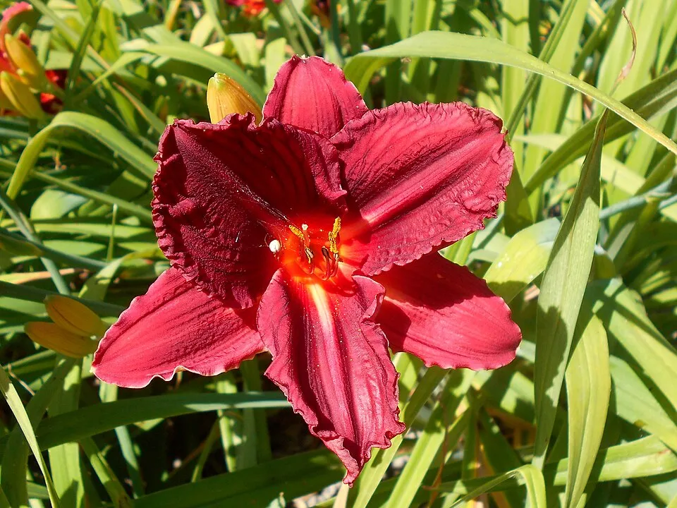 Sásliliom / Hemerocallis 'Raspberry Candy'
