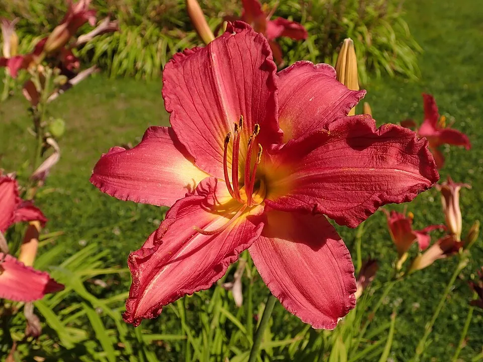 Sásliliom / Hemerocallis 'Raspberry Candy'