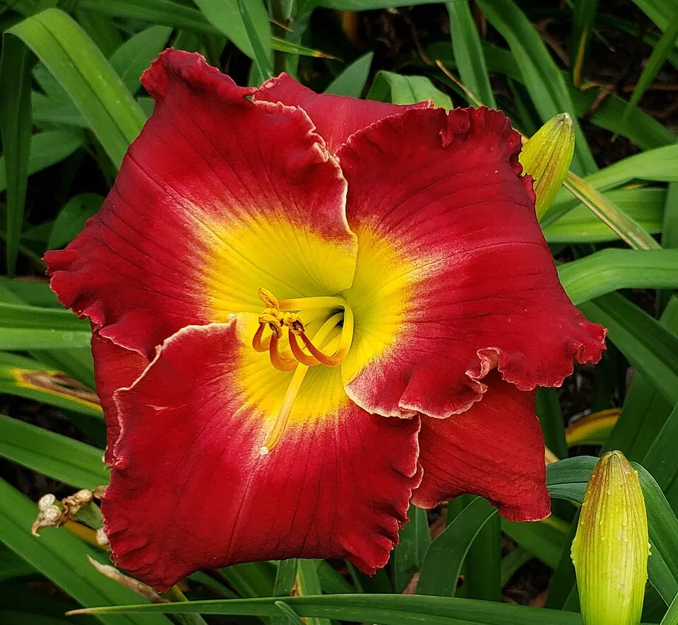 Sásliliom / Hemerocallis 'Red Precious'