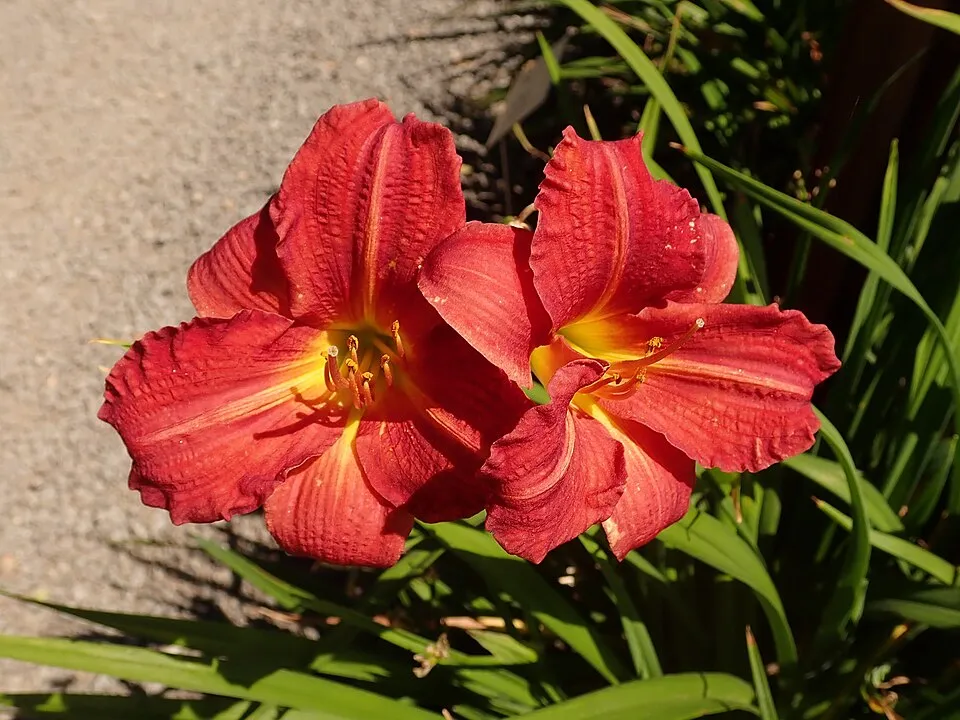 Sásliliom / Hemerocallis 'Red Precious'