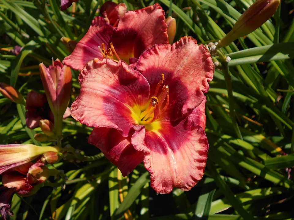 Sásliliom / Hemerocallis 'Red Precious'