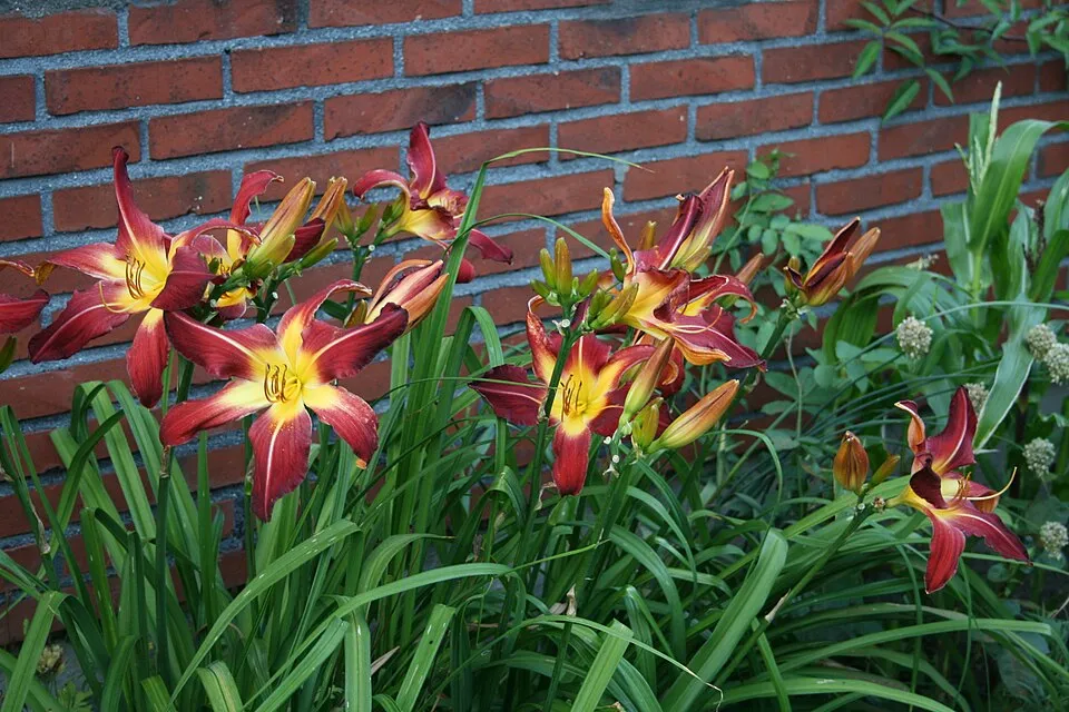 Sásliliom / Hemerocallis 'Red Precious'