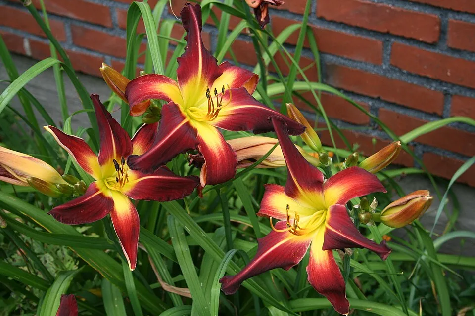 Sásliliom / Hemerocallis 'Red Precious'