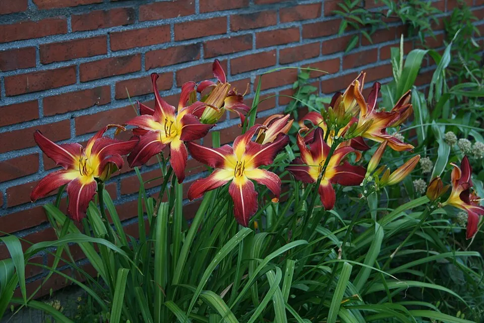 Sásliliom / Hemerocallis 'Red Precious'