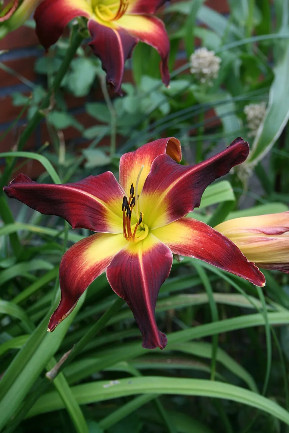 Sásliliom / Hemerocallis 'Red Precious'