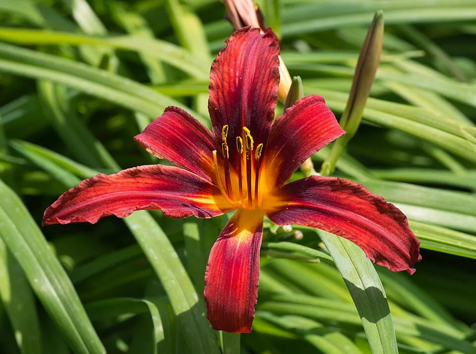 Sásliliom / Hemerocallis 'Red Precious'