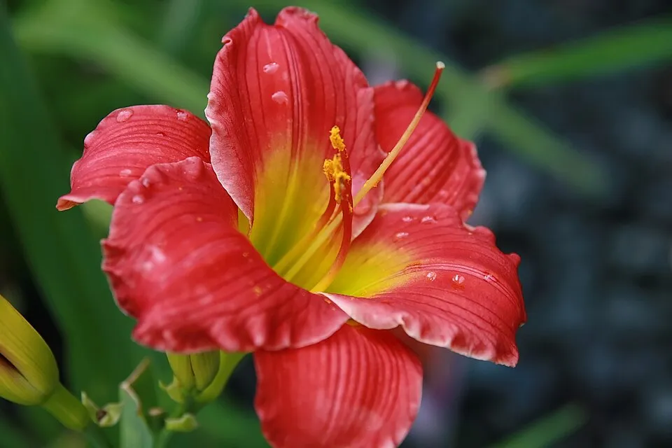Sásliliom / Hemerocallis 'Red Precious'