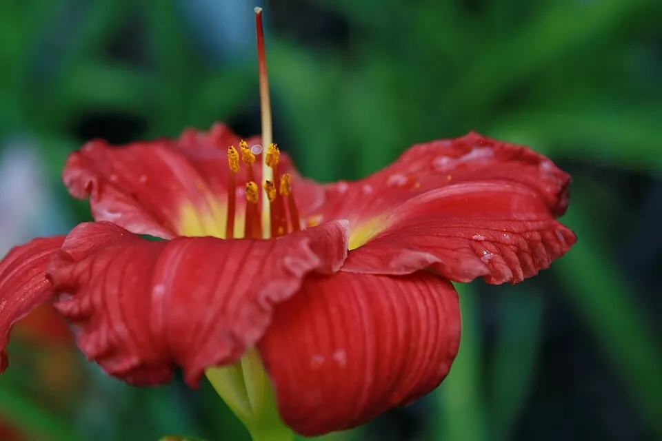Sásliliom / Hemerocallis 'Red Precious'
