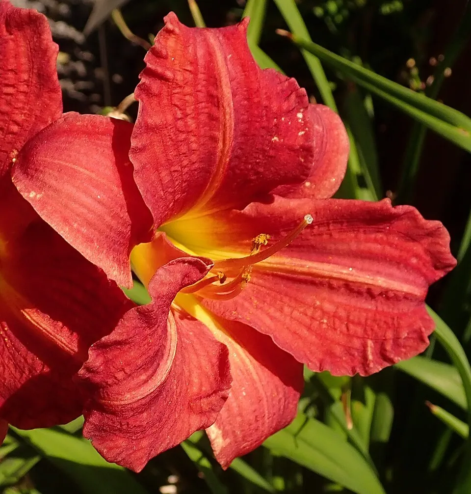 Sásliliom / Hemerocallis 'Red Rum'