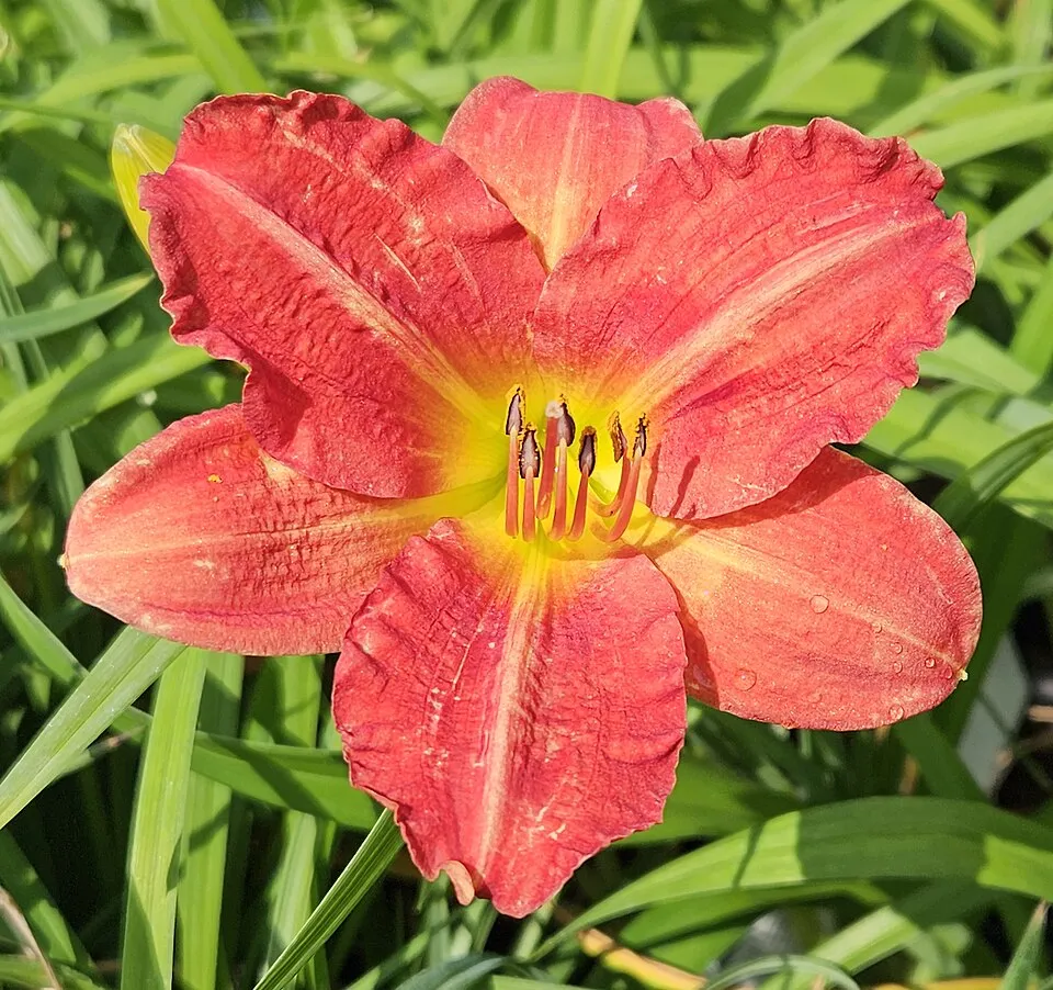 Sásliliom / Hemerocallis 'Red Rum'