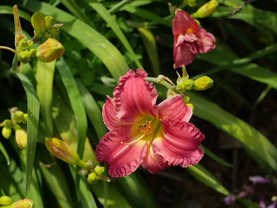 Sásliliom / Hemerocallis 'Rosy Returns'
