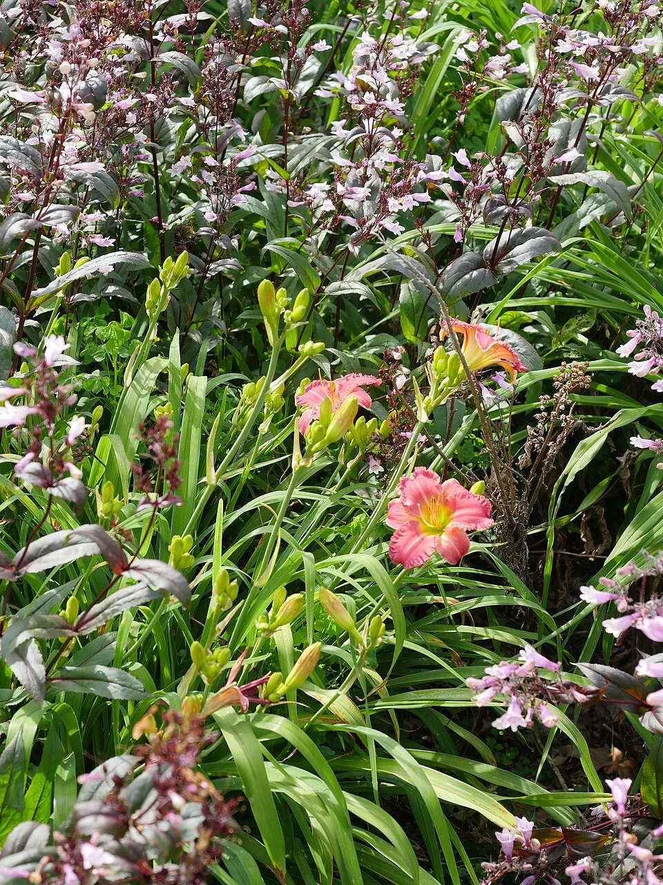 Sásliliom / Hemerocallis 'Rosy Returns'