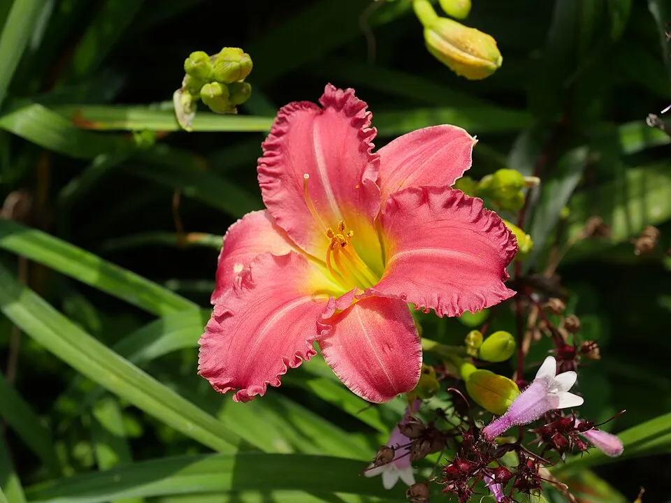 Sásliliom / Hemerocallis 'Rosy Returns'