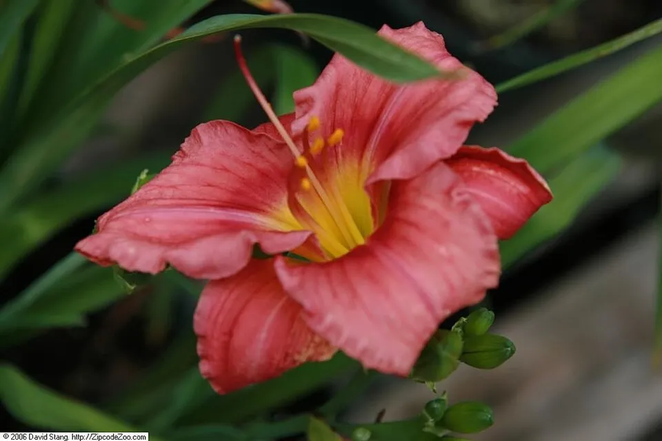 Sásliliom / Hemerocallis 'Rosy Returns'