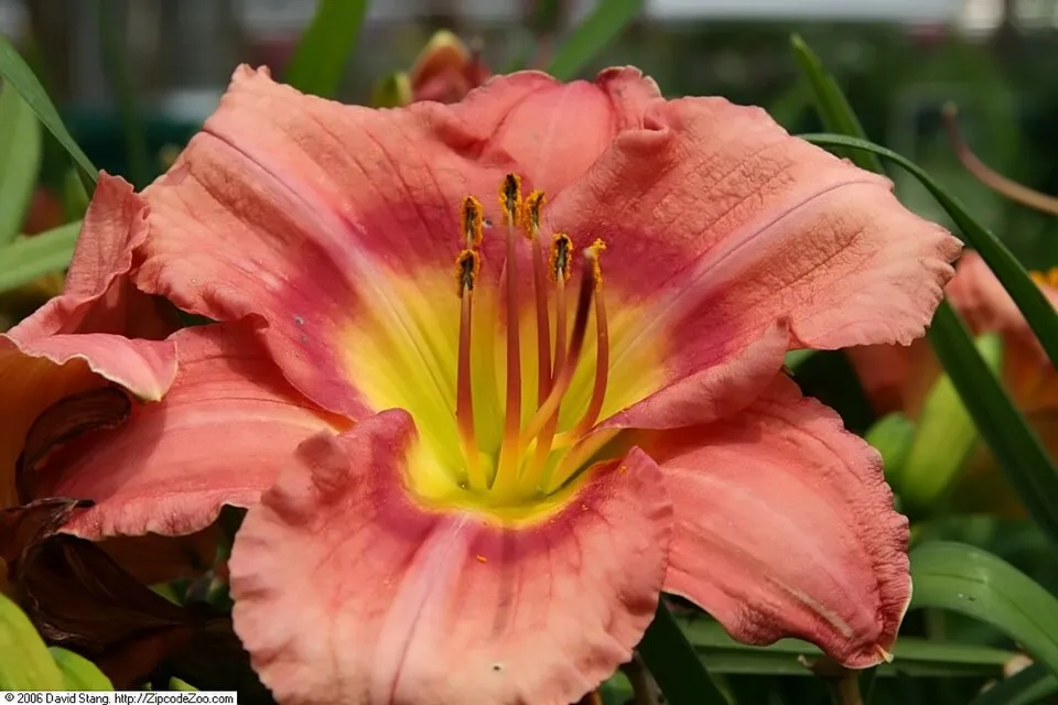 Sásliliom / Hemerocallis 'Rosy Returns'