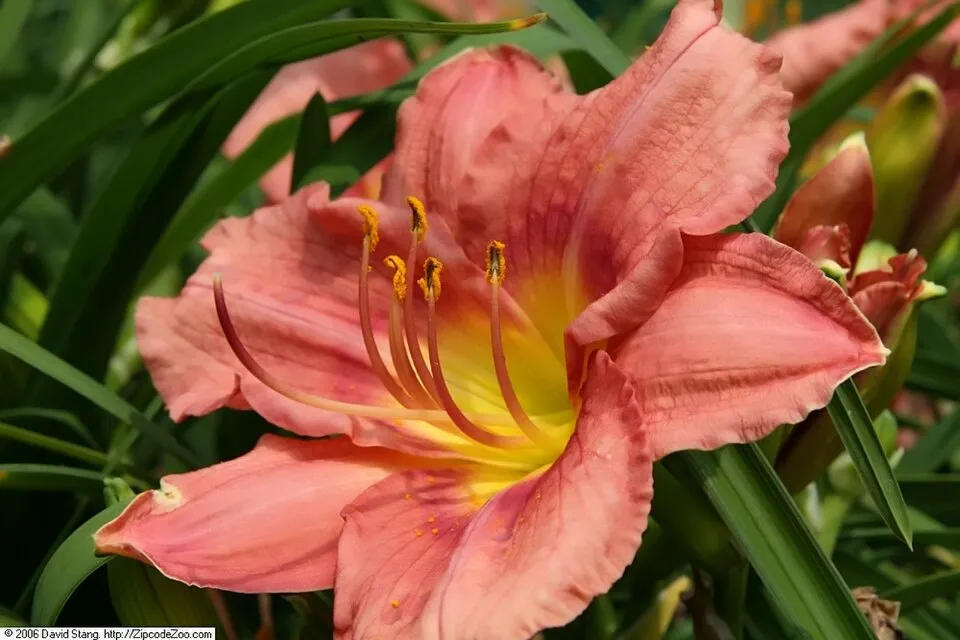 Sásliliom / Hemerocallis 'Rosy Returns'