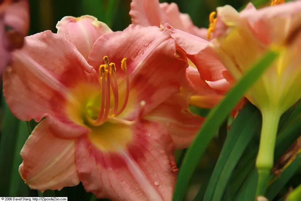 Sásliliom / Hemerocallis 'Rosy Returns'