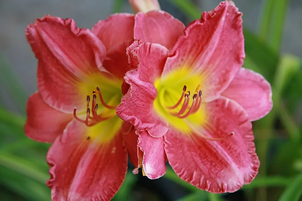 Sásliliom / Hemerocallis 'Rosy Returns'