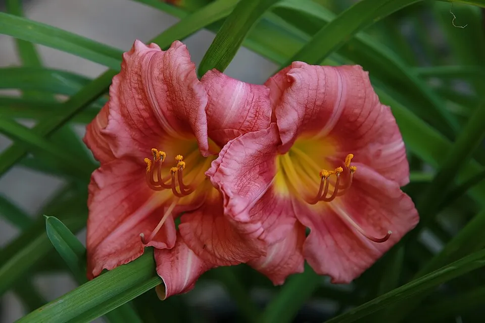 Sásliliom / Hemerocallis 'Rosy Returns'