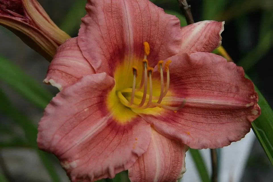 Sásliliom / Hemerocallis 'Rosy Returns'