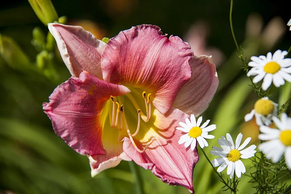 Sásliliom / Hemerocallis 'Rosy Returns'