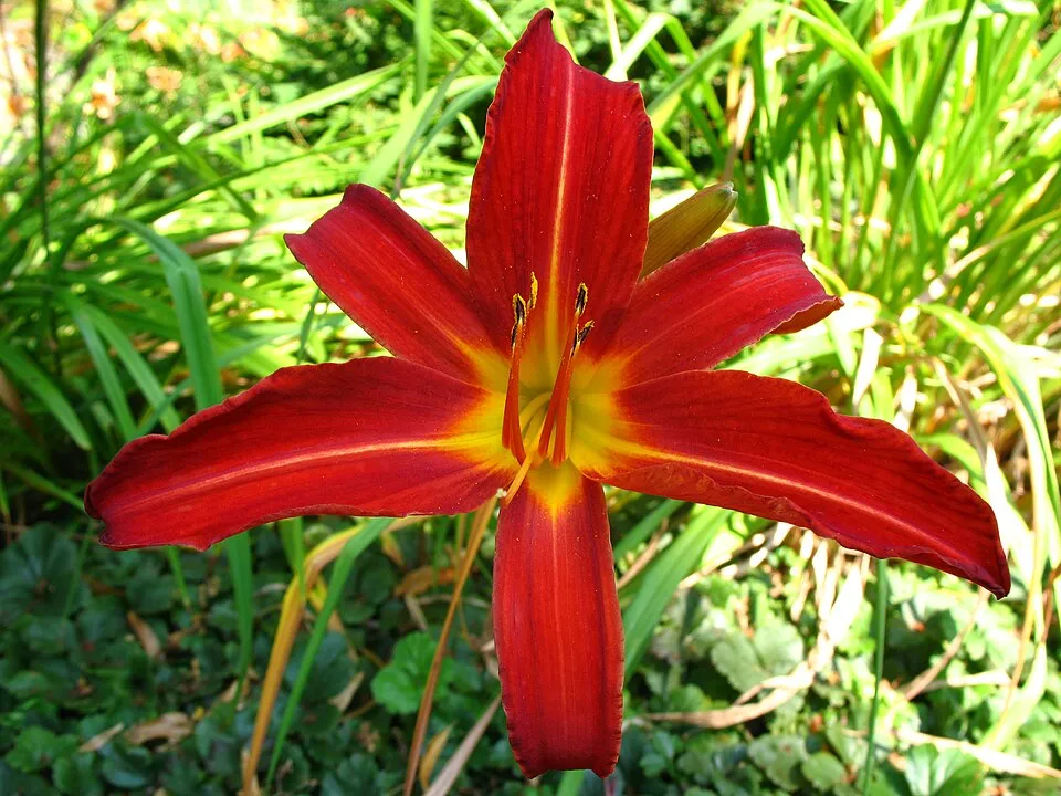 Sásliliom / Hemerocallis 'Sammy Russell'