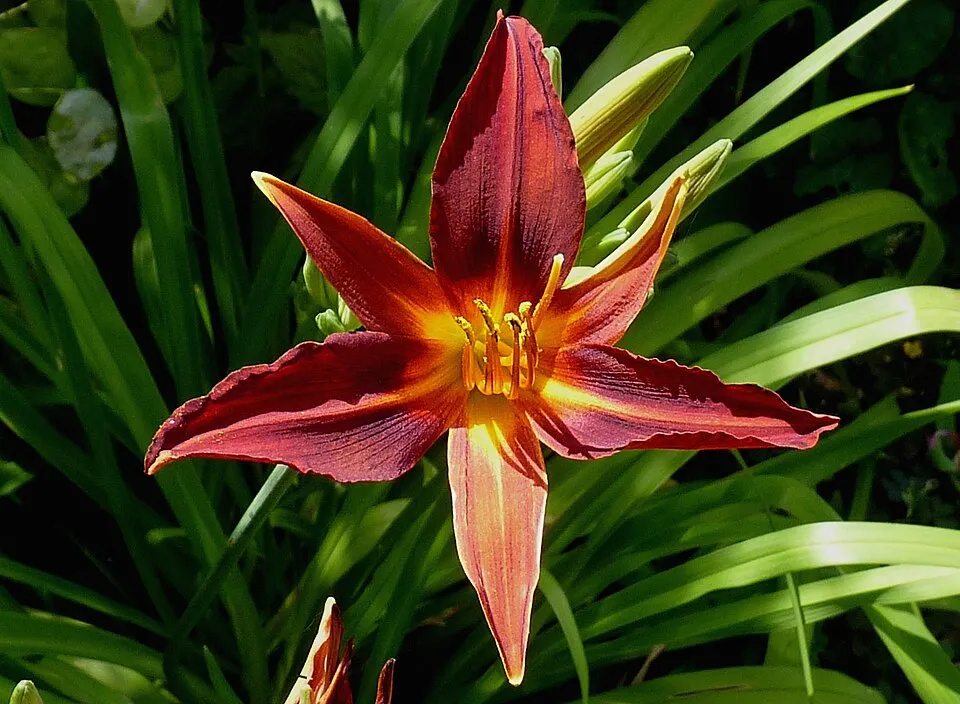 Sásliliom / Hemerocallis 'Sammy Russell'