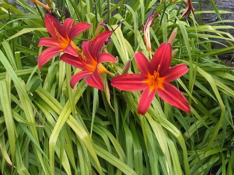 Sásliliom / Hemerocallis 'Sammy Russell'