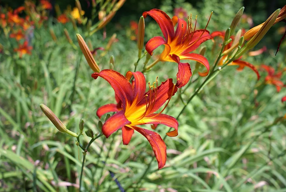 Sásliliom / Hemerocallis 'Sammy Russell'