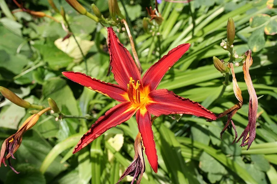 Sásliliom / Hemerocallis 'Sammy Russell'