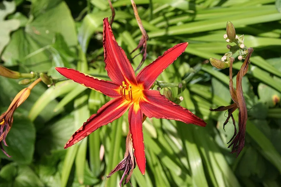 Sásliliom / Hemerocallis 'Sammy Russell'